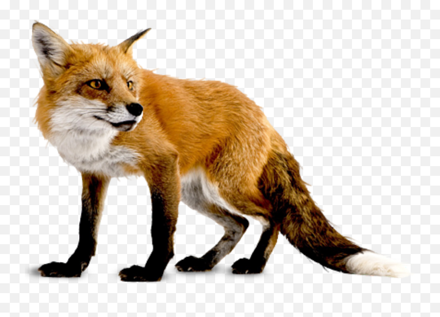 Discover Trending Emoji,Hunting Foxes Emoticons