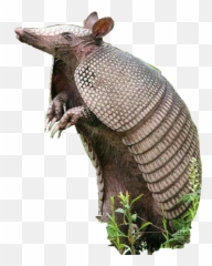 Discover Trending - Armadillo Emoji,Armadillo Emoji