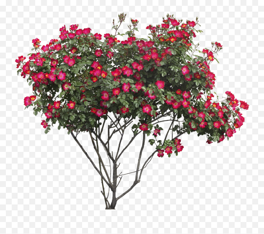 Popular And Trending - Flower Bush Png Emoji,Shrub Emoji - Free Emoji ...