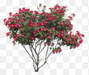 Popular And Trending - Flower Bush Png Emoji,Shrub Emoji