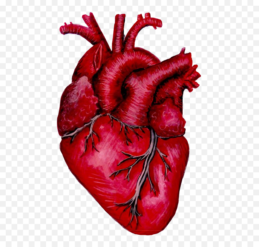 The Most Edited Organe Picsart Emoji,Anatomical Heart Emoji