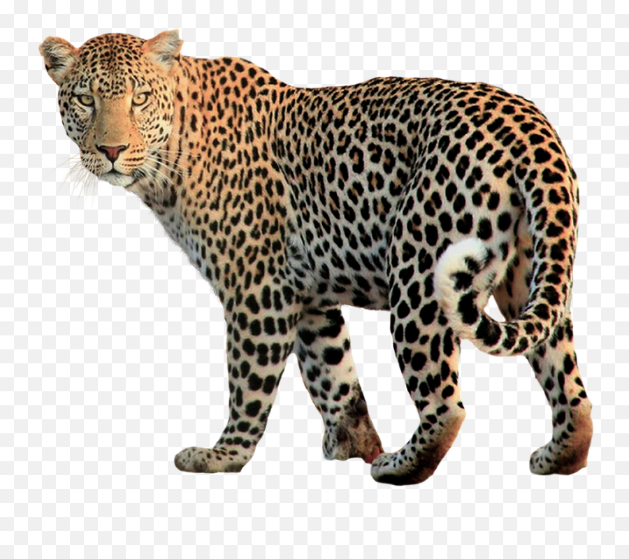 Jaguar Sticker - Leopard Transparent Emoji,Jaguar Emoji