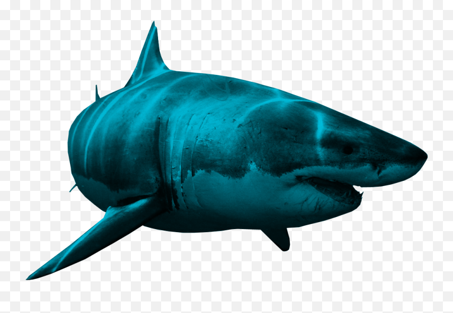 Bull Shark Clipart Realistic Shark - Shark Png Transparent Shark Png Emoji,Shark Emoji