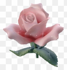 Fantastic Pink Rose Wallpaper Pink Rose Graphics99com - Stickers Gifs De Flores Emoji,Pink Rose Emoticon Meaning