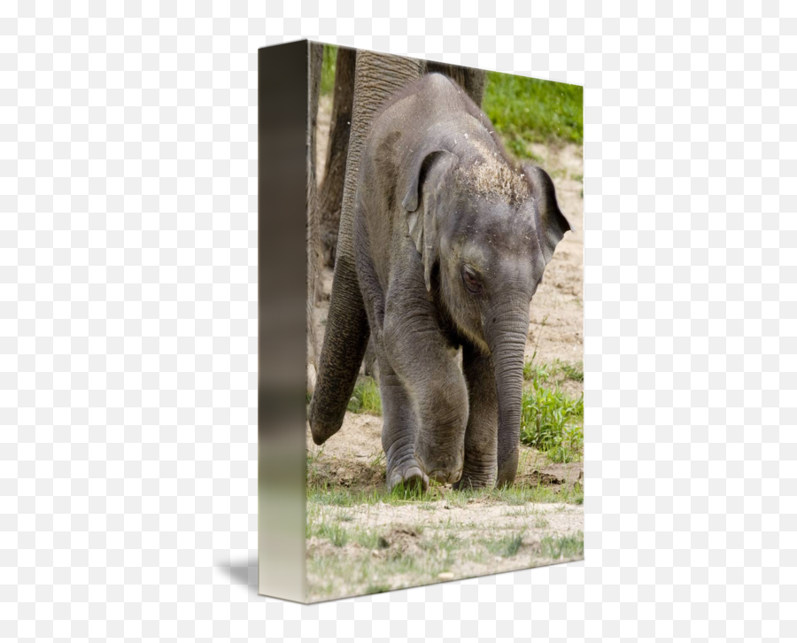 Baby Beko The Elephant Enjoys Vacation - Indian Elephant Emoji,The Elephant Of Emotion