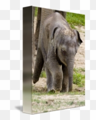 Baby Beko The Elephant Enjoys Vacation - Indian Elephant Emoji,The Elephant Of Emotion