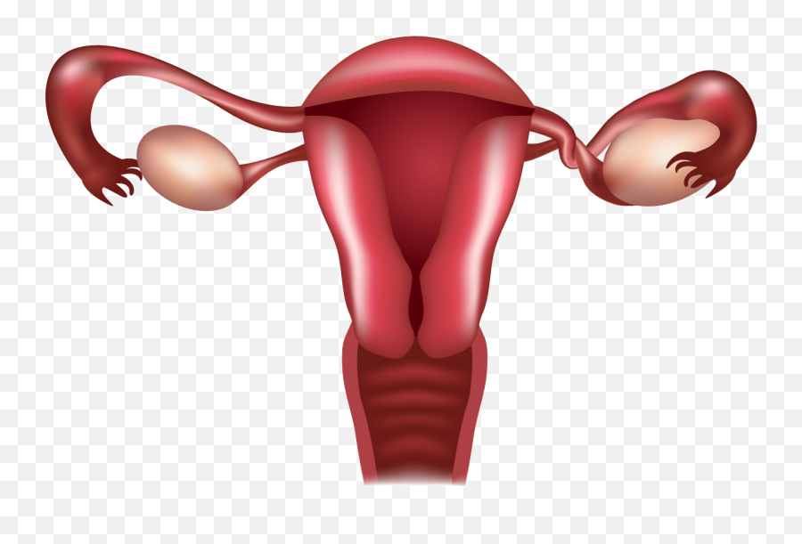 Causes Of Blocked Fallopian Tubes - Transparent Female Reproductive System Png Emoji,Entrance Ovary Emotion