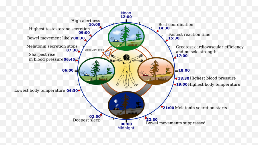 Chinese Medicine Clock Wild Earth - Human Biological Clock Adult Vs Adolescents Emoji,Chinese Medicine Emotions Organs Chart