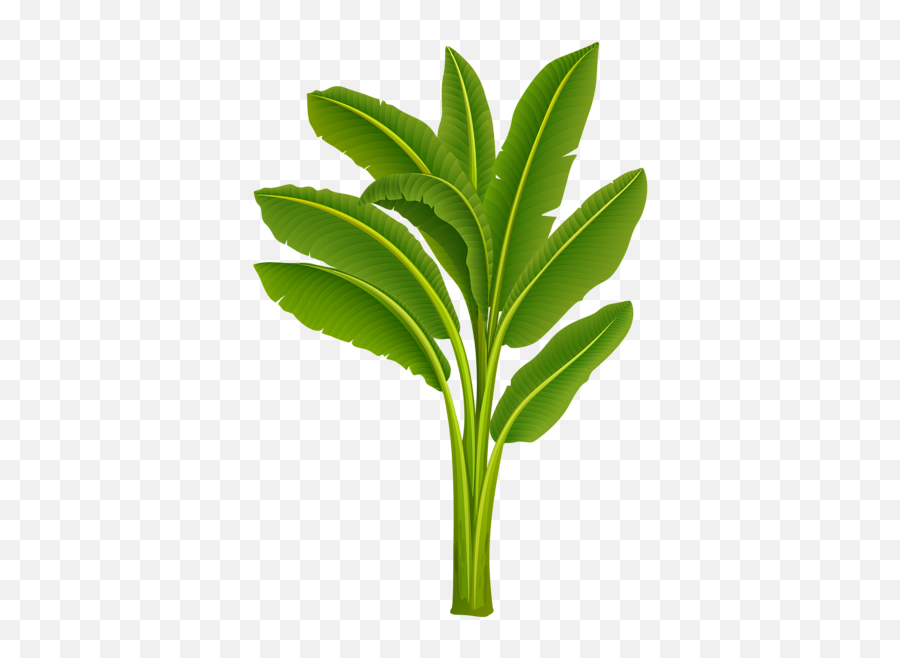 Banana Tree Png Image And Transparent - Vishnu With Banana Tree Emoji,:banana Plant: Emoji