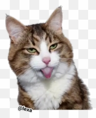 Sticker Maker - Emotion Cats Emoji Cat,Cute Emotion Emojis Cat