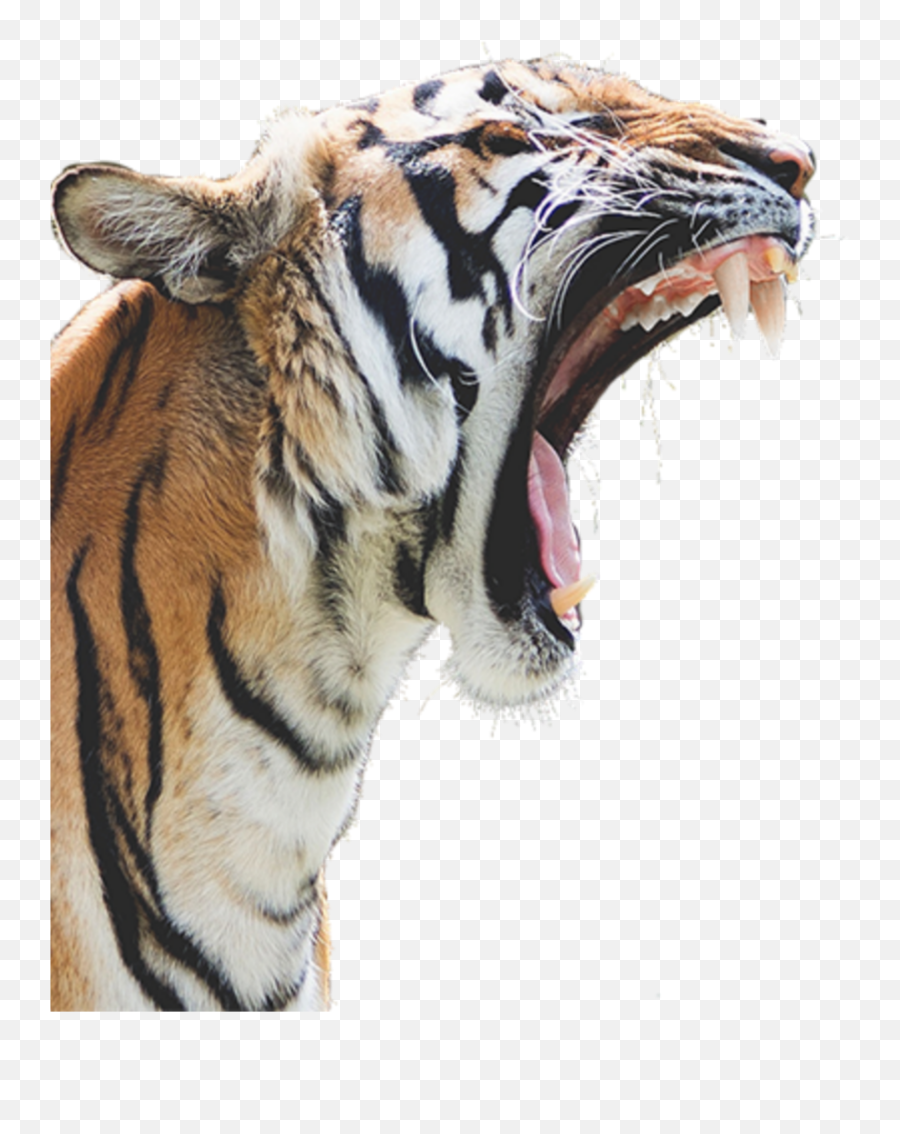 Largest Collection Of Free - Toedit Angry Stickers On Picsart Emoji,Angry Tiger Emoticon