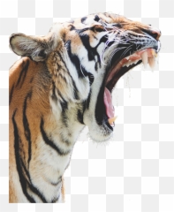 Largest Collection Of Free - Toedit Angry Stickers On Picsart Emoji,Angry Tiger Emoticon