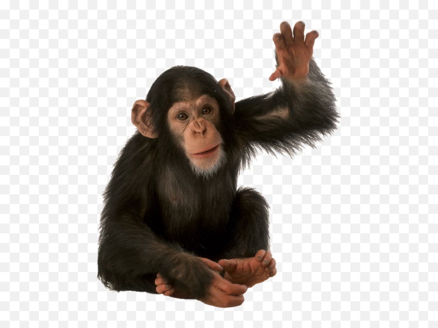 Orangutan Png Background Image Png Arts Emoji,Orangutan Emoji Facebook