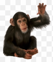 Orangutan Png Background Image Png Arts Emoji,Orangutan Emoji Facebook