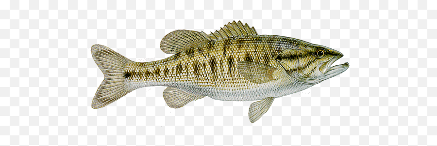 Ap Texas Works To Protect State Fish With Restocking - Guadalupe And Spotted Bass Emoji,Fishing Emoji Gif