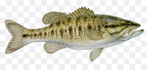 Ap Texas Works To Protect State Fish With Restocking - Guadalupe And Spotted Bass Emoji,Fishing Emoji Gif