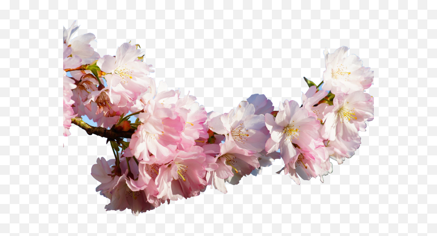 Sakura Blossom Clipart Apricot - Japanese Real Cherry Sakura Japanese Transparent Emoji,Cherry Blossom Emoji