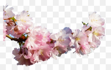 Sakura Blossom Clipart Apricot - Japanese Real Cherry Sakura Japanese Transparent Emoji,Cherry Blossom Emoji