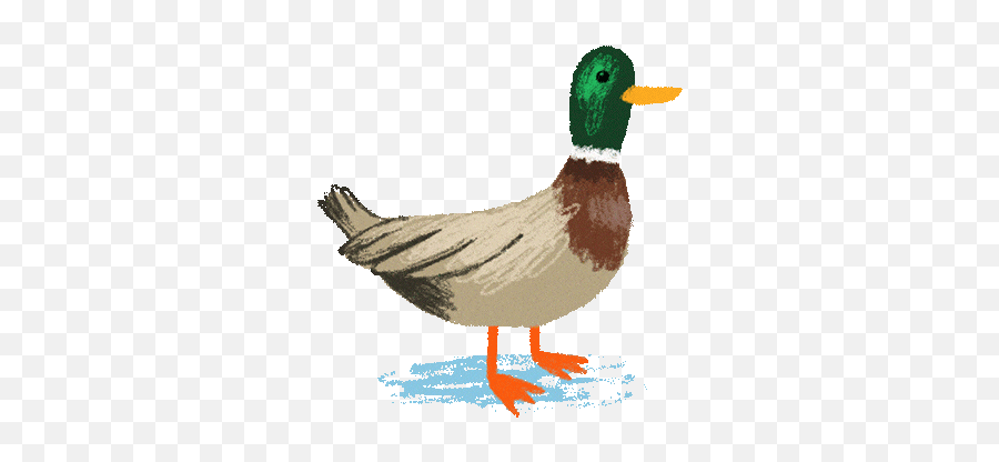 3 Words 1 Animal - Baamboozle Domestic Duck Emoji,Guess The Emoji Bird