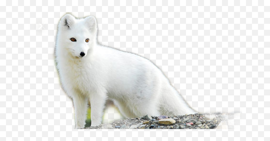 Arcticfox Fox Arctic Sticker - Arctic Fox Png Emoji,Arctic Fox Emoji
