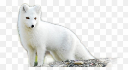 Arcticfox Fox Arctic Sticker - Arctic Fox Png Emoji,Arctic Fox Emoji
