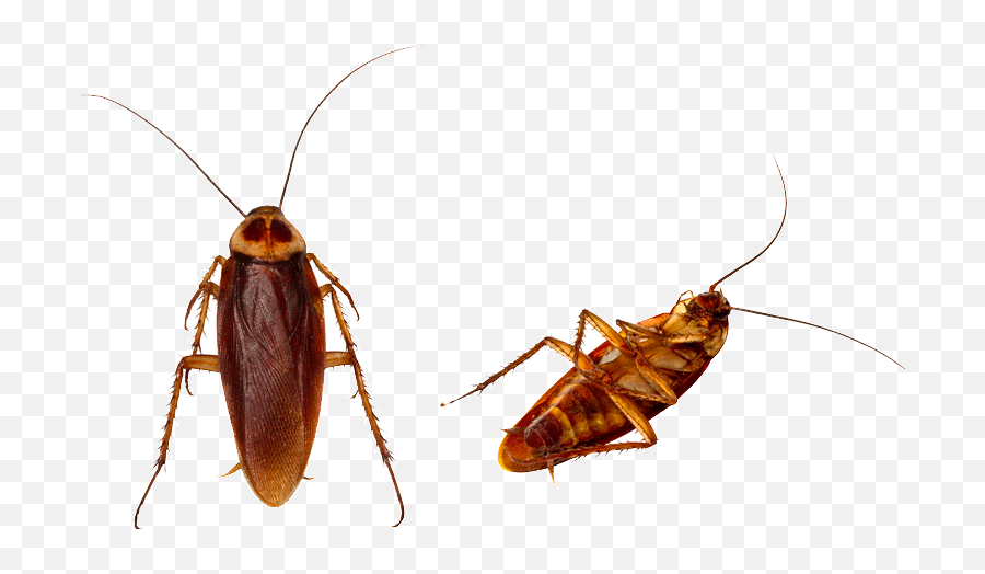 Cockroach Png Transparent Background - Cockroach Emoji,Cockroach Emoji