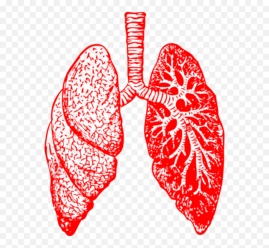 Lungs Clipart Copd Lungs Copd Transparent Free For Download - Red Lungs Emoji,Emojis Black And White Hawaiin