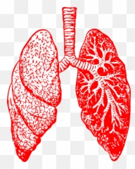 Lungs Clipart Copd Lungs Copd Transparent Free For Download - Red Lungs Emoji,Emojis Black And White Hawaiin