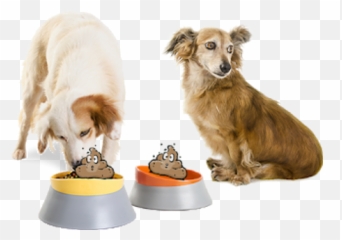 Coprofagia Entender É O Melhor - Cachorro Com Pote De Ração Emoji,Emoticon Fezes
