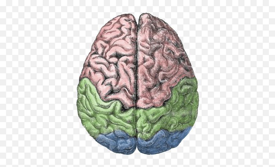 Human Brain - Localization Of Language In The Brain Emoji,Biopsychology Brain Scan Shows Emotion