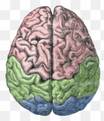 Human Brain - Localization Of Language In The Brain Emoji,Biopsychology Brain Scan Shows Emotion