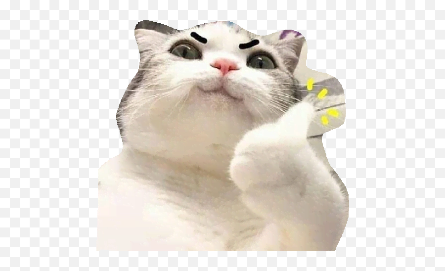 Funny Cats Memes Stickers Wastickerapps - Stickers De Gatos Riendo Emoji,Ridiculous Cat Emojis Free Android