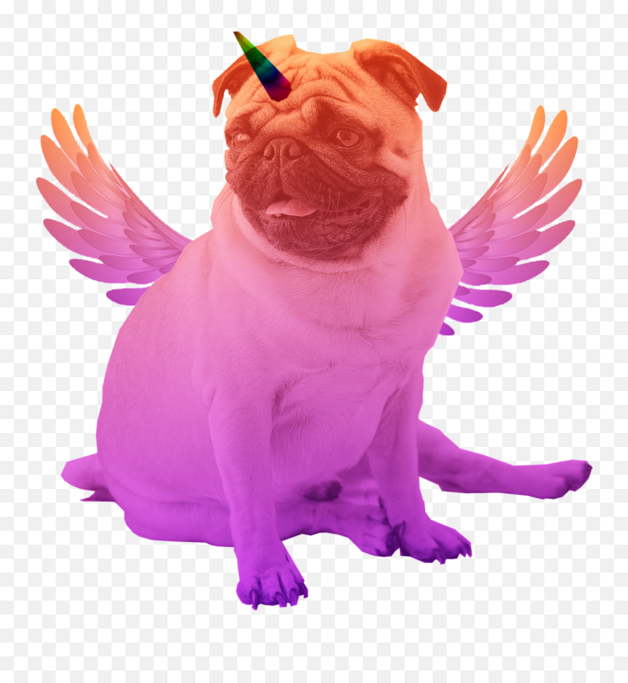 The Most Edited Pug - Acorn Picsart Angel Wings Halo Gold Emoji,Corn Snow Emoji