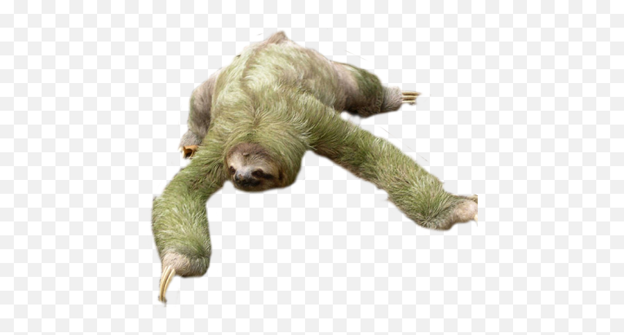 Sloth Png Images Free Download Emoji,No Words Just Emotions Sloth