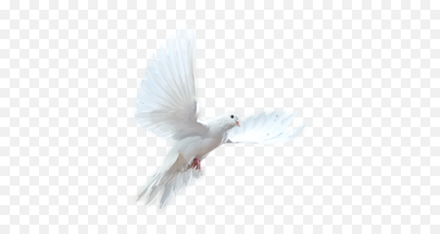 White Flying Dove Transparent Background - 33368 Emoji,Fly High Bird Emoji