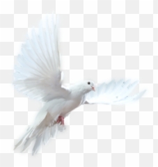 White Flying Dove Transparent Background - 33368 Emoji,Fly High Bird Emoji
