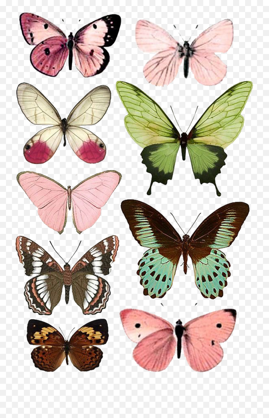 Download Butterfly Moth Insect Paper Printing Free Download - Mariposas Para Imprimir Emoji,Hynes Eagle Cute Emoji Backpack Cool Kids School Backpack