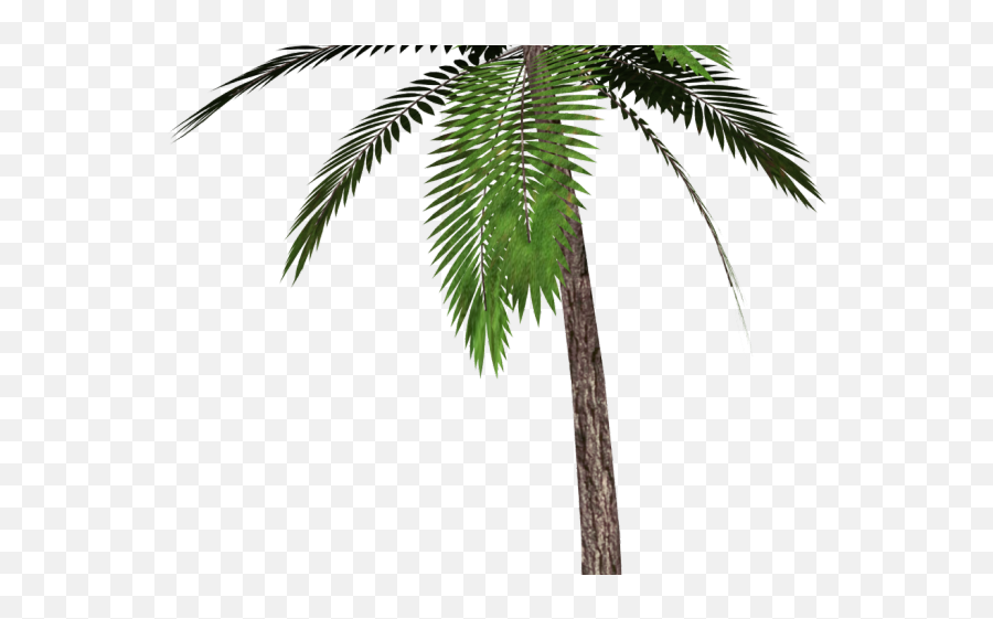 Download Hd Date Palm Clipart Tropical Tree - Palm Tree Palm Tree Transparent Background Emoji,Palm Tree Emoji