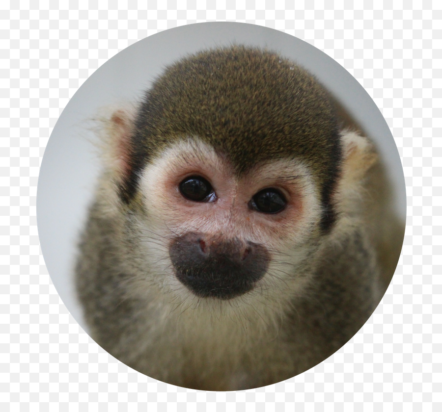 Squirrel Monkey Haven - Cute Squirrel Monkey In A Circle Emoji,Emotion Pets Monkey