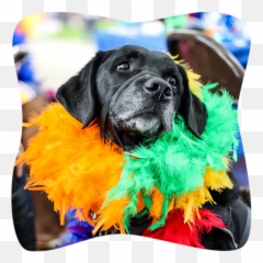 Creative Services - Dog Emoji,Emotions Pet Copywriter