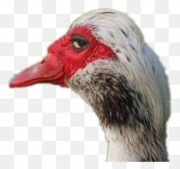 Shade Bird Sideeye Sticker By Aram Atamian - Sly Duck Emoji,Sideeye Emoji