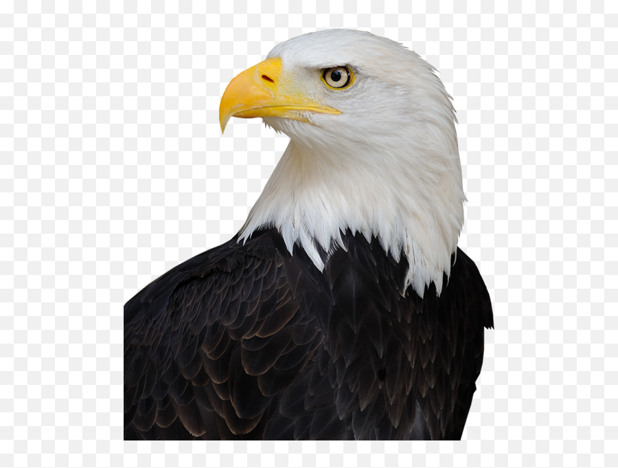 Bald Eagle - Bald Eagle Head Png Emoji,Bald Eagle Emoji