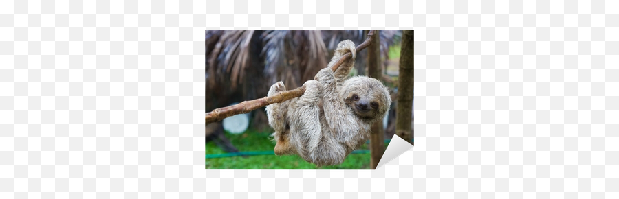 Baby Sloth In Tree In Costa Rica Sticker U2022 Pixers - We Live Emoji,No Words Just Emotions Sloth