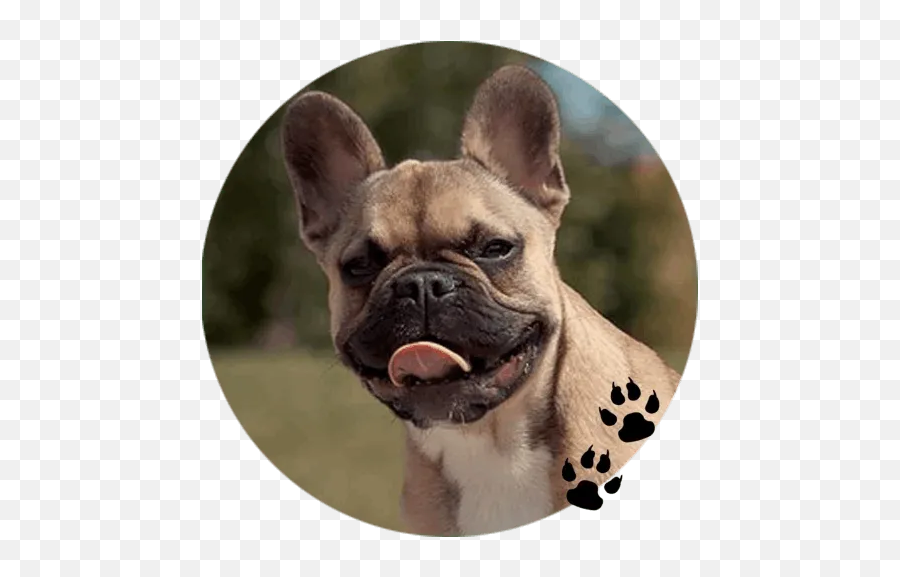 Fastest French Bulldog Telegram Sticker Emoji,French Bulldog Emoticon Butt