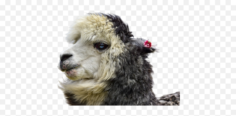 Poodle Png Images Download Poodle Png Transparent Image Emoji,Alpacka Emoji For Slack Poodle Png Images Download Poodle Png Transparent Image Emoji,Alpacka Emoji For Slack
