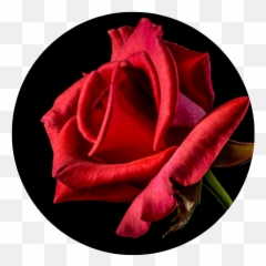 Testimonials Sara Estelle Turner Emoji,Deep Emotions Roses
