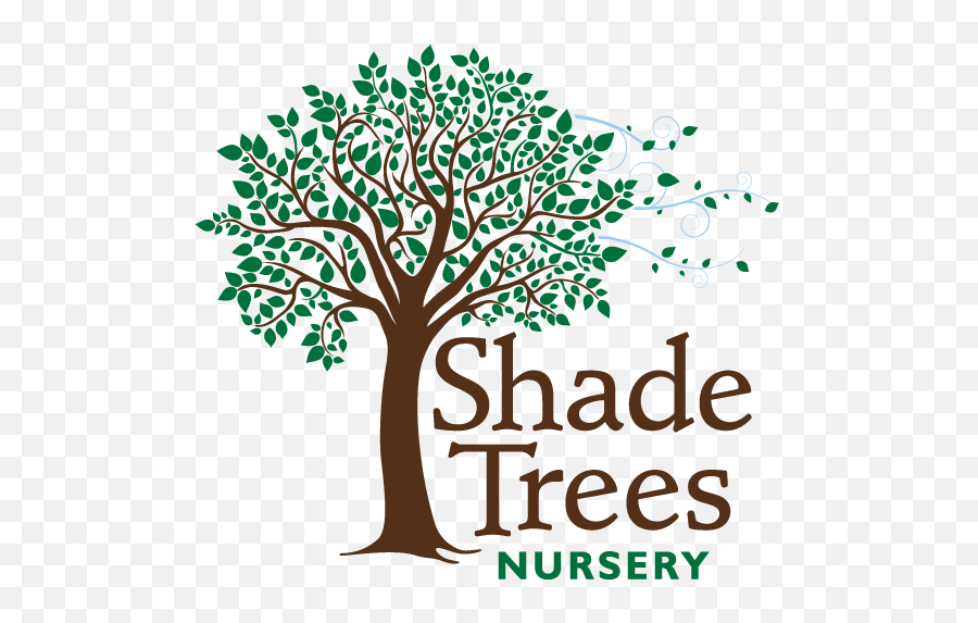 Shade Trees Nursery - Tree Nursery Emoji,Picture Of Sweet Emotion Abelia In Garden