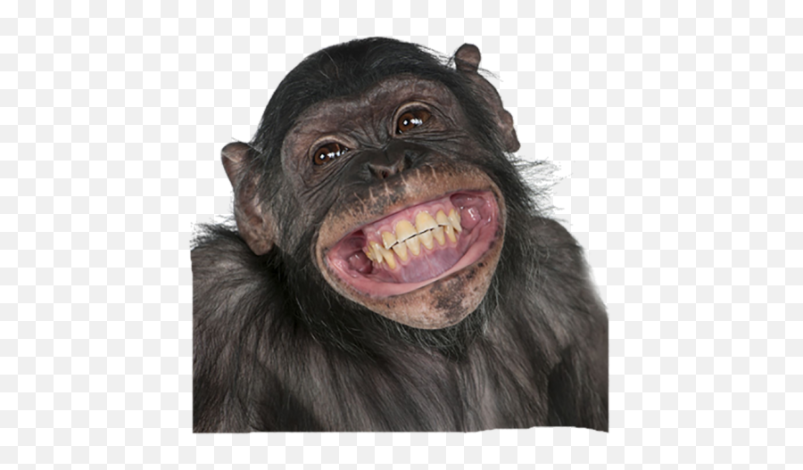 Monkey Open Mouth Transparent Png Emoji,Sitting Monkey Emoji Png