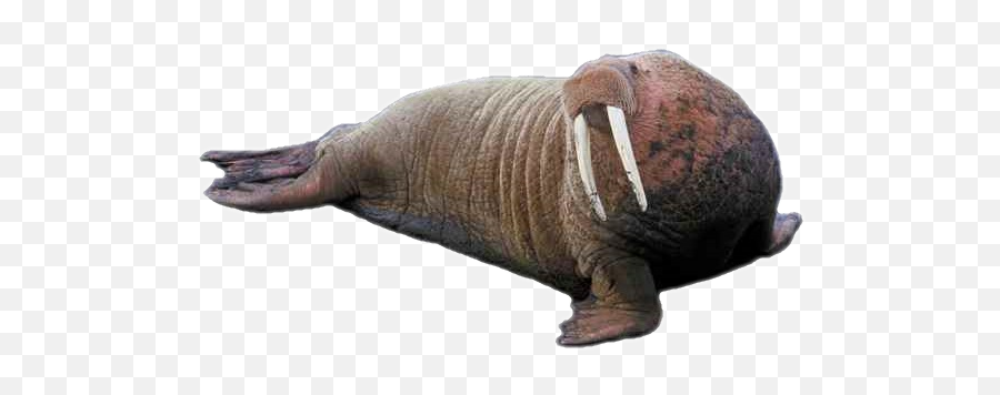 Walrus Sticker - Walrus Emoji,Walrus Emoji