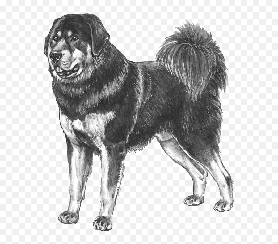 Tibetan Mastiff - Pedigreed Breeds Dogwellnetcom Tibetan Mastiff Emoji,Dog Emoji Copy And Paste